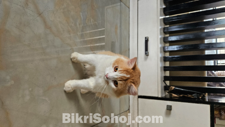 Persian Male Cat